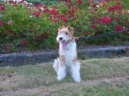 Foxterrier Drahthaar Hunde Foto 32681 Foxterrier Drahthaar Was sind diese rote rosen sehr schon ! Timmie