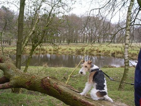 Foxterrier Drahthaar Hunde Foto 31296 Foxterrier Drahthaar Alleskan ich so gut anschauen ! Timmie.