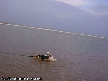 Foxterrier Drahthaar Hunde Foto 23462 Foxterrier Drahthaar Schwimmen in das grobe mehr is das ist super !
