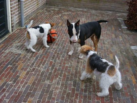 Foxterrier Drahthaar Hunde Foto 30445 Foxterrier Drahthaar Timmie, Daisy , Elmo zusammen spielen ist sehr schon !