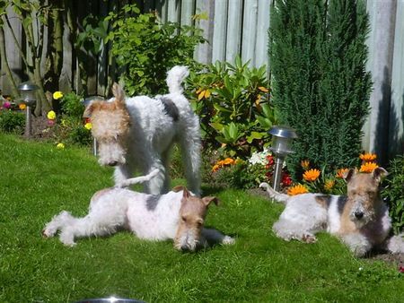 Foxterrier Drahthaar Hunde Foto 34055 Foxterrier Drahthaar zusammen sein und spielen !