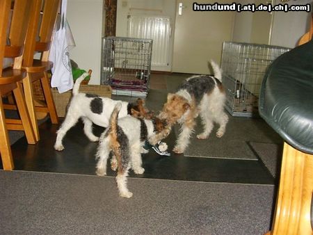 Foxterrier Drahthaar Hunde Foto 23610 Foxterrier Drahthaar Mutter Timmie mit ihren zwei Tochter Daisy und Tessa zusammen spielen ist das schonste auf erde !