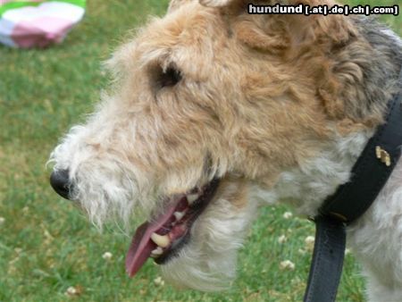 Foxterrier Drahthaar Der schone Timmie