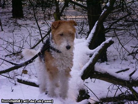 Foxterrier Drahthaar Hunde Foto 22615 in höherer Auflösung ansehen Foxterrier Drahthaar Im Schnee auf eine baumstamme