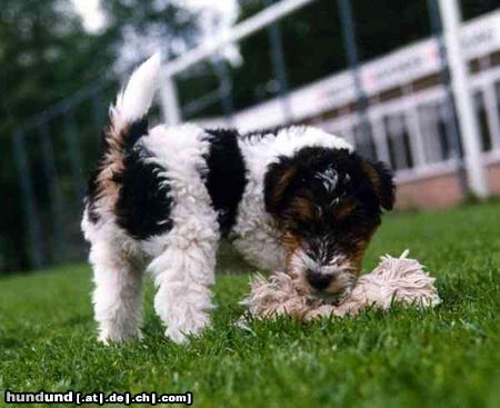 Foxterrier Drahthaar Hunde Foto 23606 in höherer Auflösung ansehen Foxterrier Drahthaar Das smekt mir sehr gut !