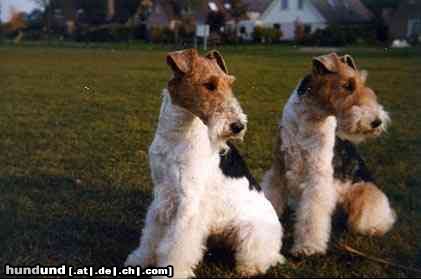 Foxterrier Drahthaar Hunde Foto 23249 Foxterrier Drahthaar wir beiden finden es schon um so zu schauen auf diese welt