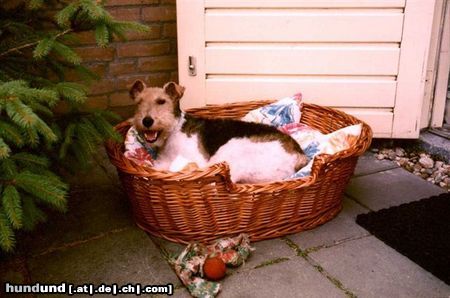 Foxterrier Drahthaar Hunde Foto 23596 Foxterrier Drahthaar Sie war fur uns der liebste Foxterrier die es gab.