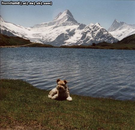 Foxterrier Drahthaar Hunde Foto 23252 Foxterrier Drahthaar Ein schones paradies in der alpen der Schweiz