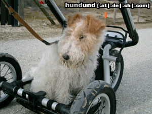 Foxterrier Drahthaar Hunde Foto 24874 Foxterrier Drahthaar im kinderwagen sein ist auch gut fur eine foxterrier!