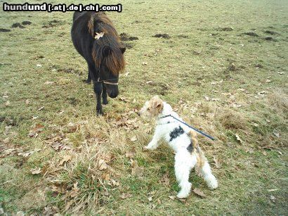 Foxterrier Drahthaar Hunde Foto 24764 Foxterrier Drahthaar wer ist groBer du oder ich !