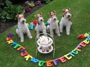 Foxterrier Drahthaar Hunde Foto 29822 Foxterrier Drahthaar Wir feiern eine geburtstagparty !