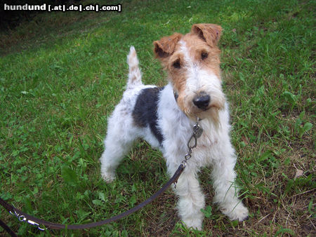 Foxterrier Drahthaar Hunde Foto 25400 in höherer Auflösung ansehen Foxterrier Drahthaar I`m Zoe von Schloß Eidendorf