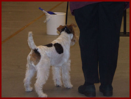Foxterrier Drahthaar Hunde Foto 28883 Foxterrier Drahthaar ich bin voller andacht !! Daisy.