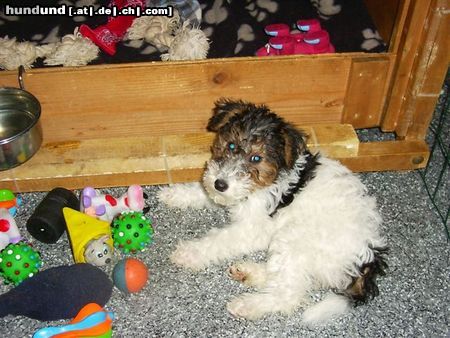 Foxterrier Drahthaar Hunde Foto 23248 Foxterrier Drahthaar es ist schon um zu spielen in mein junges leben
