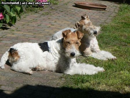 Foxterrier Drahthaar Mutter und Tochter 