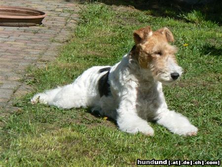 Foxterrier Drahthaar Hunde Foto 46541 in höherer Auflösung ansehen Foxterrier Drahthaar Ich bin Daisy