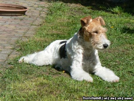 Foxterrier Drahthaar Ich bin Daisy 