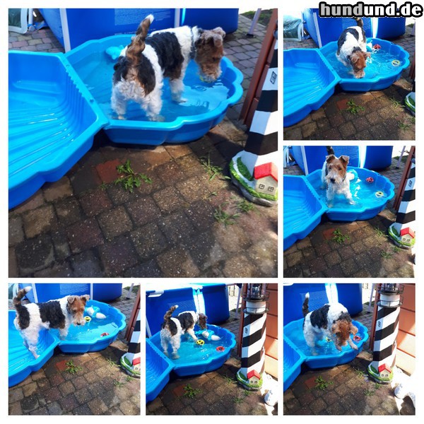 Foxterrier Drahthaar Marilou in das schwimmbad 