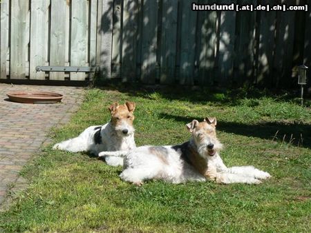 Foxterrier Drahthaar Hunde Foto 46542 in höherer Auflösung ansehen Foxterrier Drahthaar Wir sind Timmie und Daisy
