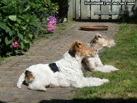 Foxterrier Drahthaar Mutter Timmie und Tochter Daisy