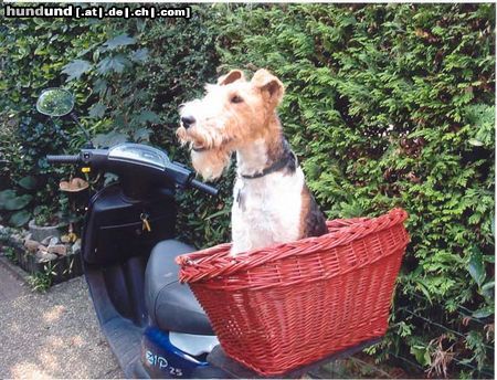 Foxterrier Drahthaar Hunde Foto 25351 Foxterrier Drahthaar Das mache ich auch sehr gerne !