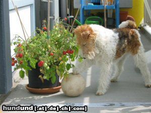 Foxterrier Drahthaar Hunde Foto 24871 Foxterrier Drahthaar schone blumen im garten !