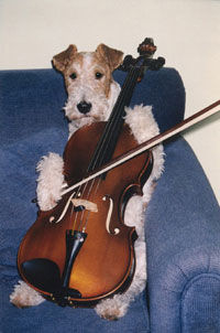 Foxterrier Drahthaar Hunde Foto 27288 Foxterrier Drahthaar ich liebe die musik