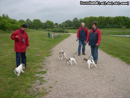Foxterrier Drahthaar Hunde Foto 26316 Foxterrier Drahthaar eine schone spazierzang zusammen !