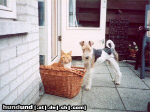 Foxterrier Drahthaar Hunde Foto 24872 Foxterrier Drahthaar eine katze und eine foxterrier wurde das gut gehen !