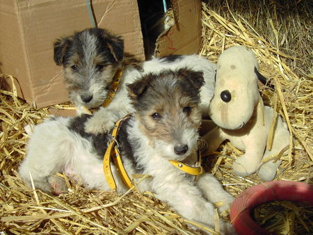 Foxterrier Drahthaar Hunde Foto 39663 Foxterrier Drahthaar Fix & Foxi mit Hund