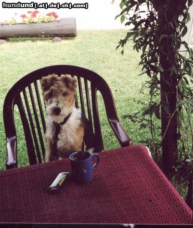 Foxterrier Drahthaar Hunde Foto 25784 Foxterrier Drahthaar Eine tasse kaffee smekt mir auch sehr gut !