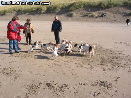 Foxterrier Drahthaar Hunde Foto 25912 Foxterrier Drahthaar wir allen z usammen lieben es auf dem strand zu sein.
