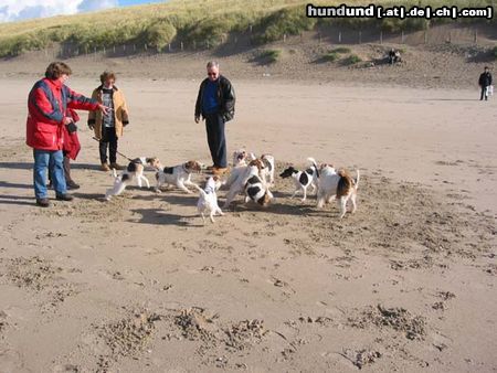 Foxterrier Drahthaar Hunde Foto 25899 Foxterrier Drahthaar Drahthaar- Foxterriers auf dem strand am grobe see !