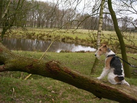 Foxterrier Drahthaar Hunde Foto 31291 Foxterrier Drahthaar Ich geniebe von der sehr schone umgebung .