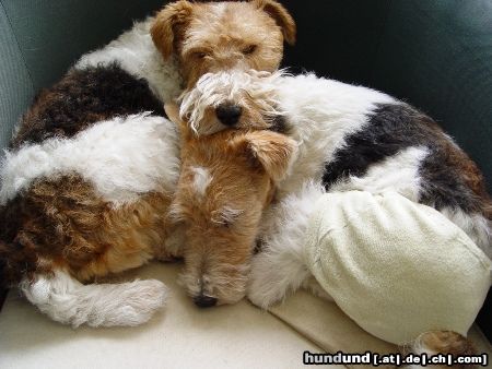Foxterrier Drahthaar Hunde Foto 22976 Foxterrier Drahthaar ...einfach nur faul
