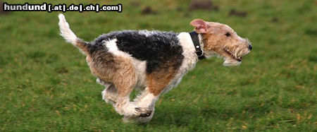 Foxterrier Drahthaar Hunde Foto 25927 Foxterrier Drahthaar ich laufe snel dafon und hole mir was ich wunsche !