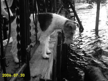 Foxterrier Drahthaar Hunde Foto 33128 Foxterrier Drahthaar soll ich?
