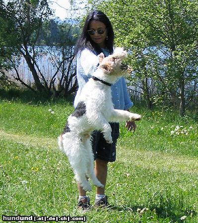 Foxterrier Drahthaar Hunde Foto 24513 in höherer Auflösung ansehen Foxterrier Drahthaar Wer springt höher als ich?