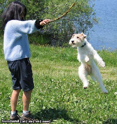 Foxterrier Drahthaar Hunde Foto 24514 in höherer Auflösung ansehen Foxterrier Drahthaar Mein Stock.