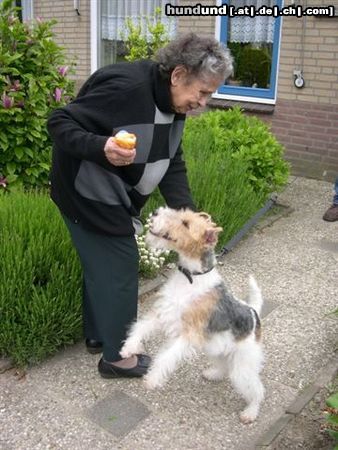 Foxterrier Drahthaar Hunde Foto 26317 Foxterrier Drahthaar eine junge foxterrier und eine alte frau zusammen