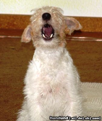 Foxterrier Drahthaar Hunde Foto 22685 Foxterrier Drahthaar Halloooo