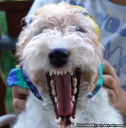 Foxterrier Drahthaar Hunde Foto 23555 Foxterrier Drahthaar ......wenn ich gross bin werde ich Pirat