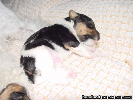 Foxterrier Drahthaar Hunde Foto 25032 Foxterrier Drahthaar ich nog ganz klein und auch lieb !