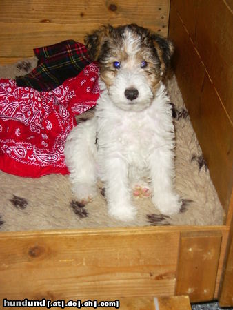 Foxterrier Drahthaar Hunde Foto 25947 Foxterrier Drahthaar ich bin die liebe kleine Bobbie !