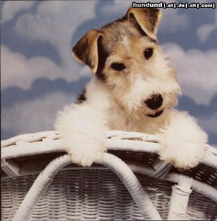 Foxterrier Drahthaar Hunde Foto 25779 Foxterrier Drahthaar ich bin nog ganz klein