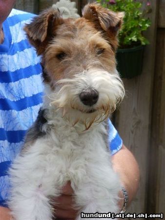 Foxterrier Drahthaar Hunde Foto 24534 Foxterrier Drahthaar Unsere liebe Tessa ist nur 6 ,5 monat atl geworden und is gestorben am 20 august 2005 Tessa war fur uns in Tessa,s junge leben eine liebe Drahthaar foxterrier Tessa war alles fur uns und wir lieben Teesa so sehr das wir sie nie vergessen wurden !
