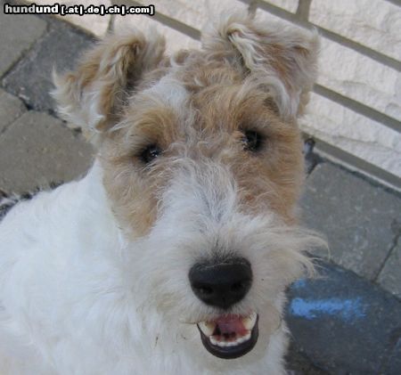 Foxterrier Drahthaar Hunde Foto 17503 in höherer Auflösung ansehen Foxterrier Drahthaar Ich bin 's MAX- stets gut gelaunt und rotzfrech! Passe gut zum Rest der Familie!