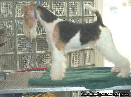 Foxterrier Drahthaar Hunde Foto 25356 Foxterrier Drahthaar ich bin sehr schon und das weis ich auch !