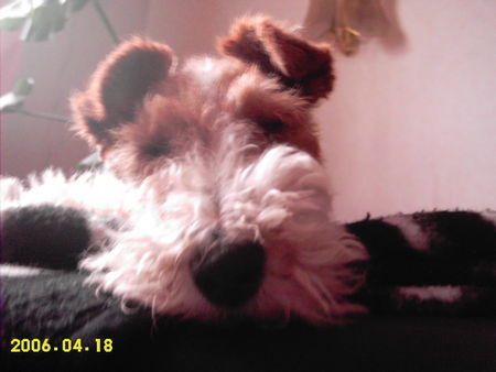Foxterrier Drahthaar Hunde Foto 32716 in höherer Auflösung ansehen Foxterrier Drahthaar Netty