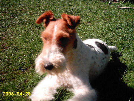 Foxterrier Drahthaar Hunde Foto 32700 in höherer Auflösung ansehen Foxterrier Drahthaar Netty